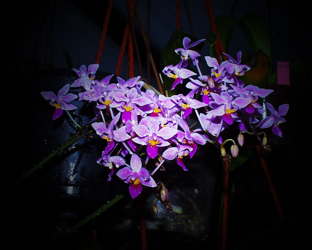 Phalaenopsis equestris