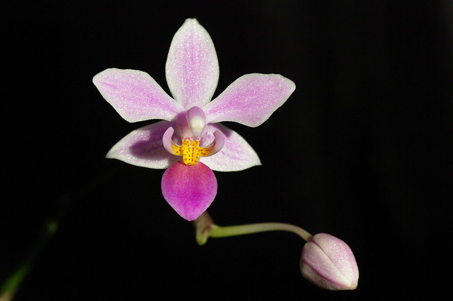 Phalaenopsis equestris