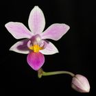 Phalaenopsis equestris