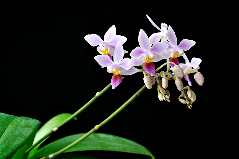 Phalaenopsis equestris