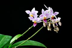 Phalaenopsis equestris