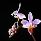 Phalaenopsis equestris "Apari"