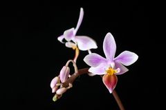 Phalaenopsis equestris "Apari"