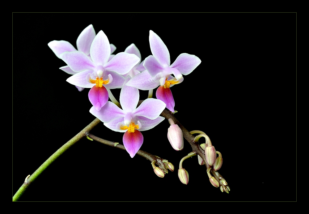 Phalaenopsis equestris