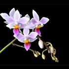 Phalaenopsis equestris