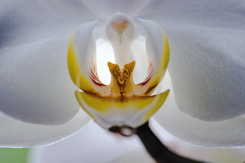 Phalaenopsis Equestris in controluce