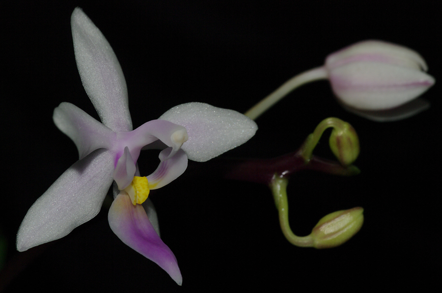 Phalaenopsis equestris 'Samar'