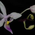 Phalaenopsis equestris 'Samar'