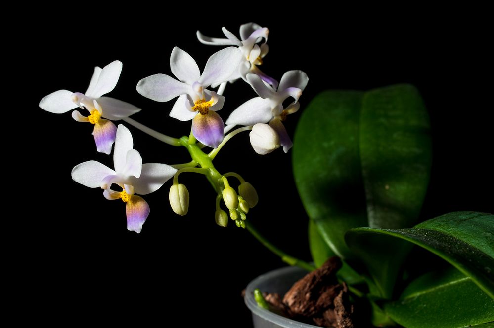 Phalaenopsis equestris var coerulea 1