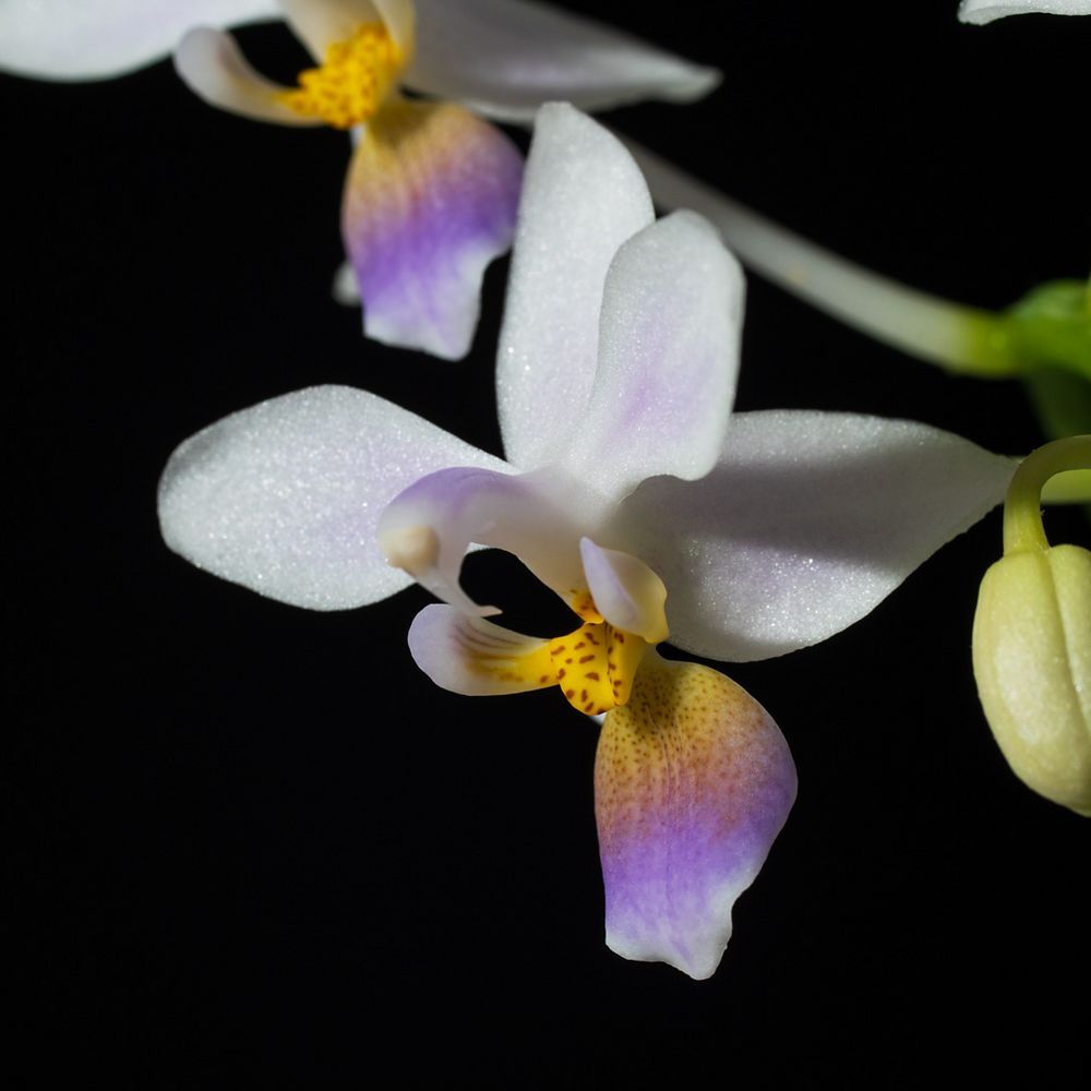 Phalaenopsis equestris var coerulea 3