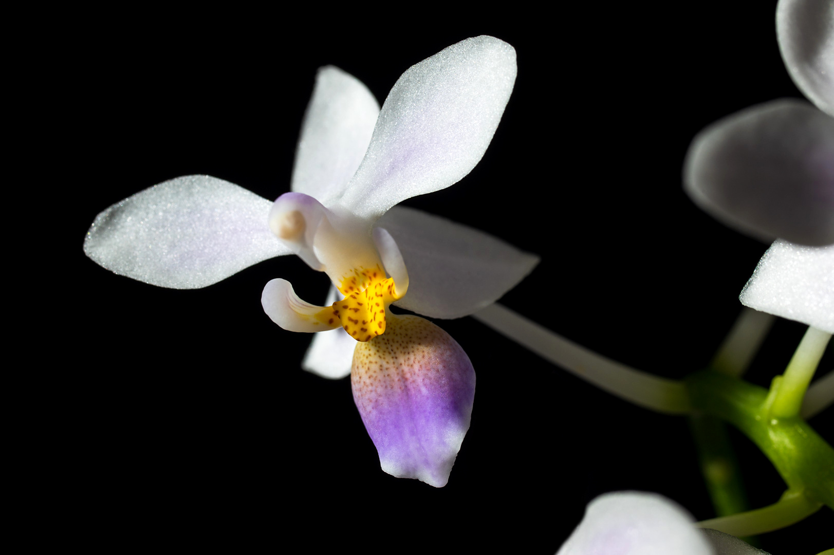 Phalaenopsis equestris var coerulea 4