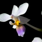 Phalaenopsis equestris var coerulea 4