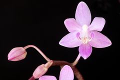 Phalaenopsis equestris var. rosea