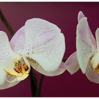 Phalaenopsis