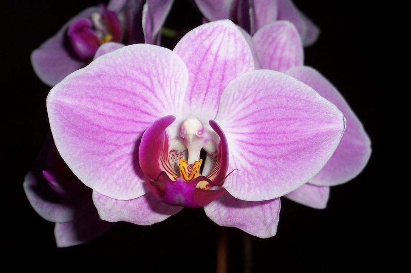 Phalaenopsis