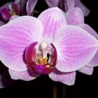 Phalaenopsis