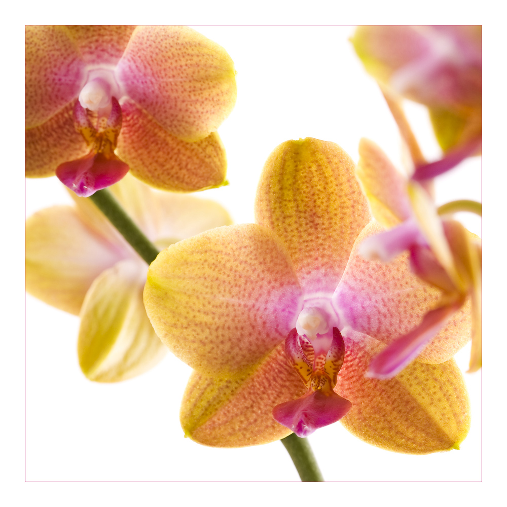 Phalaenopsis