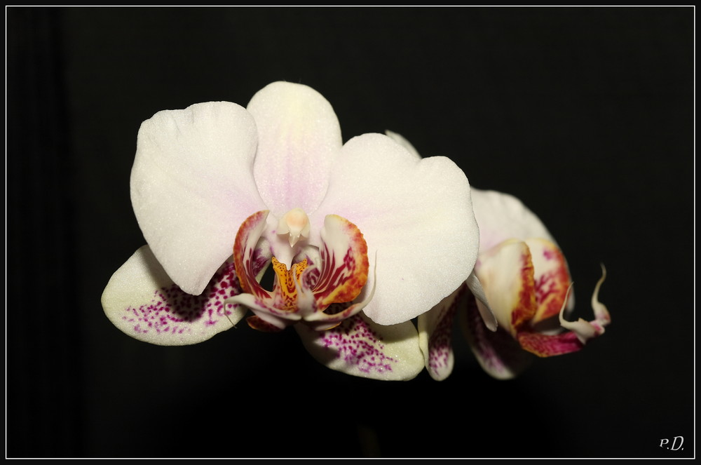 Phalaenopsis