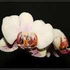 Phalaenopsis