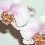 Phalaenopsis