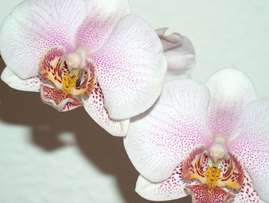 Phalaenopsis