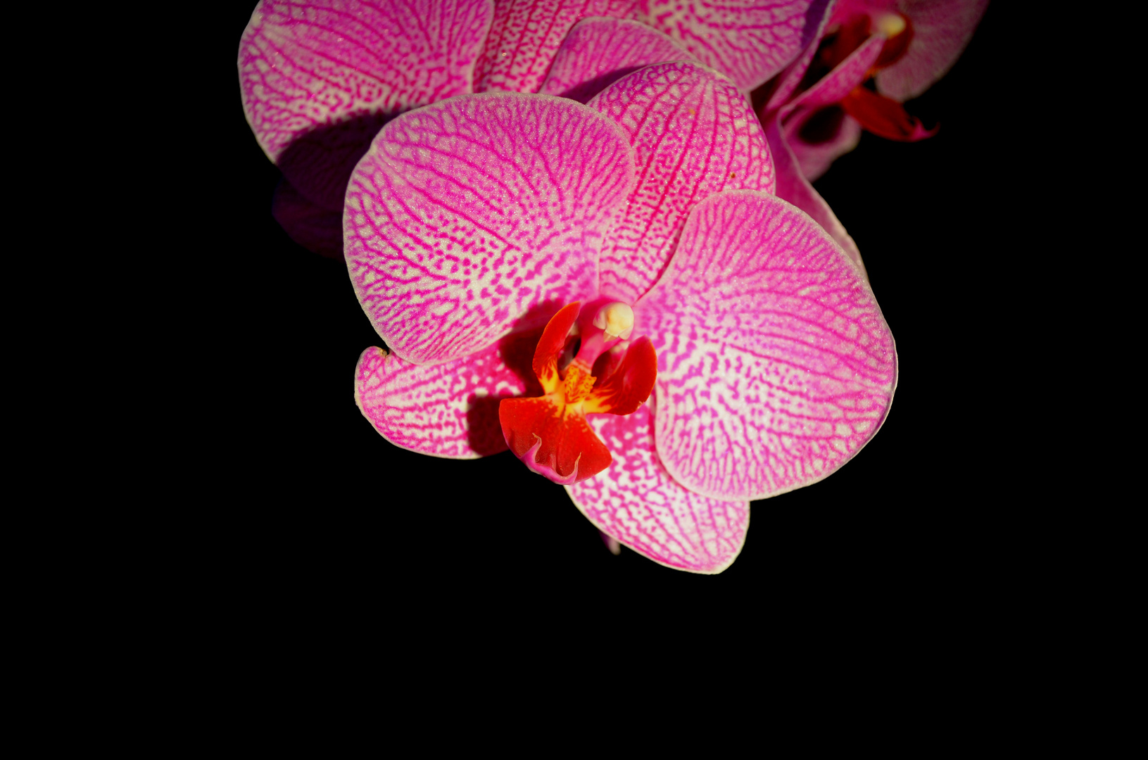 Phalaenopsis