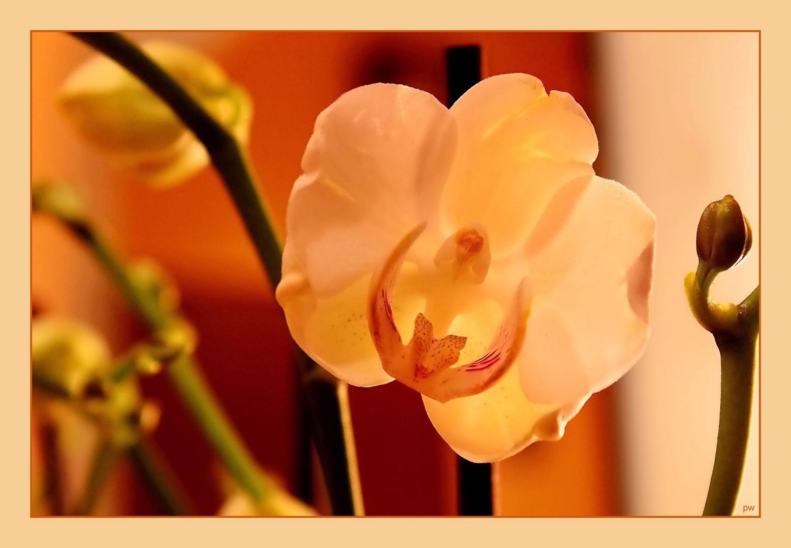 - Phalaenopsis -