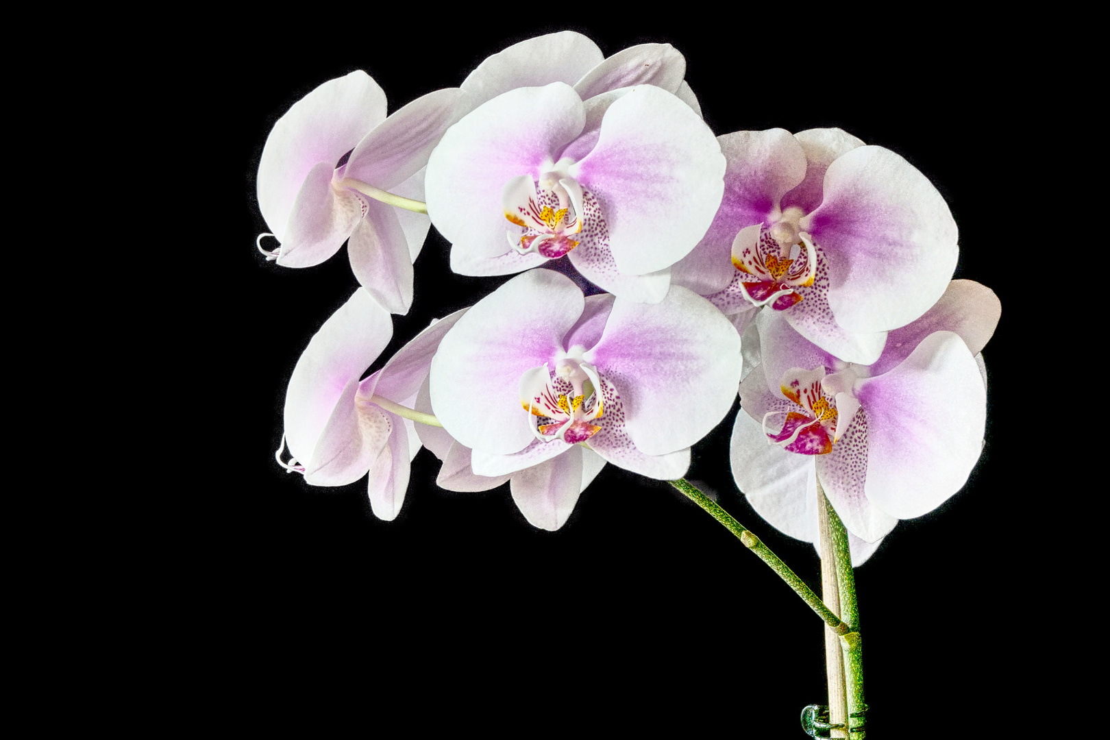 Phalaenopsis