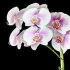 Phalaenopsis