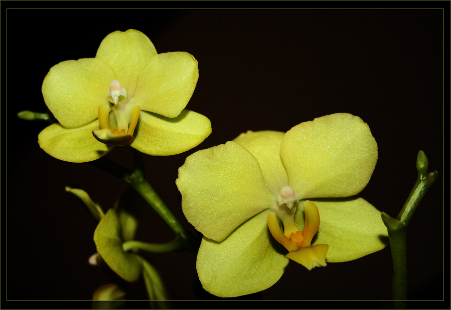 Phalaenopsis