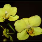 Phalaenopsis