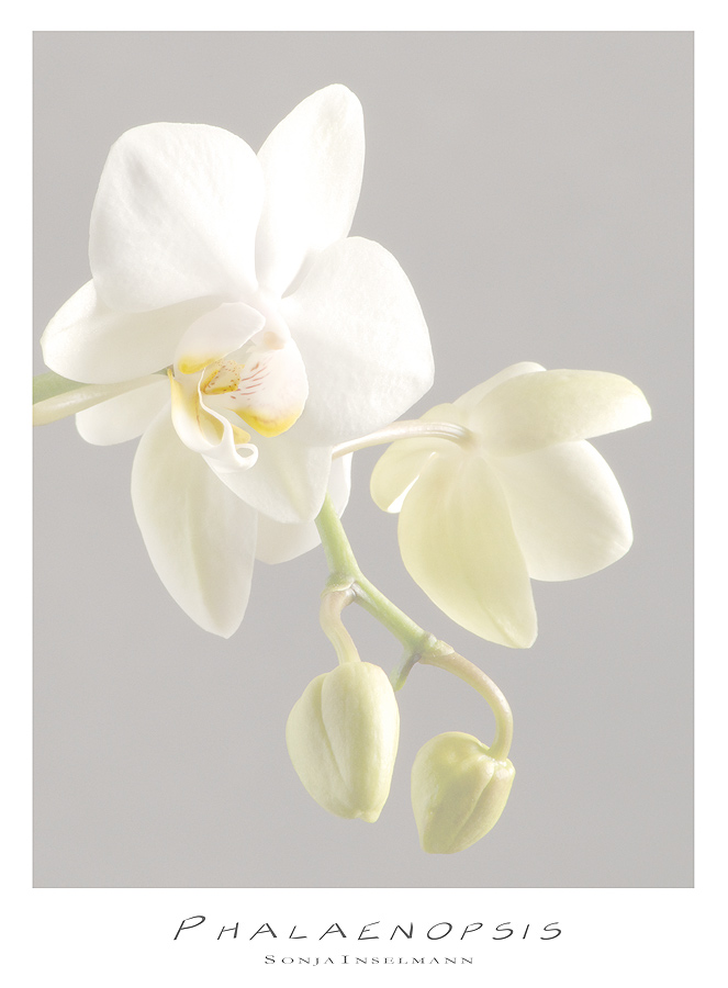 Phalaenopsis