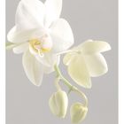 Phalaenopsis