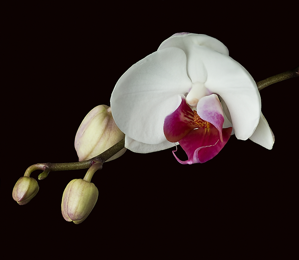Phalaenopsis - Falterorchidee