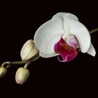 Phalaenopsis - Falterorchidee