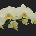 Phalaenopsis