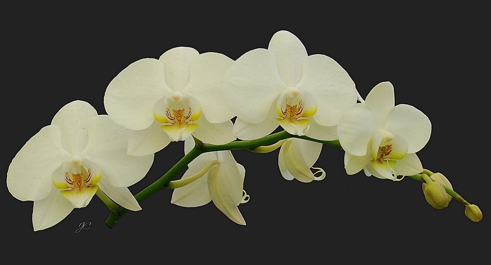 Phalaenopsis