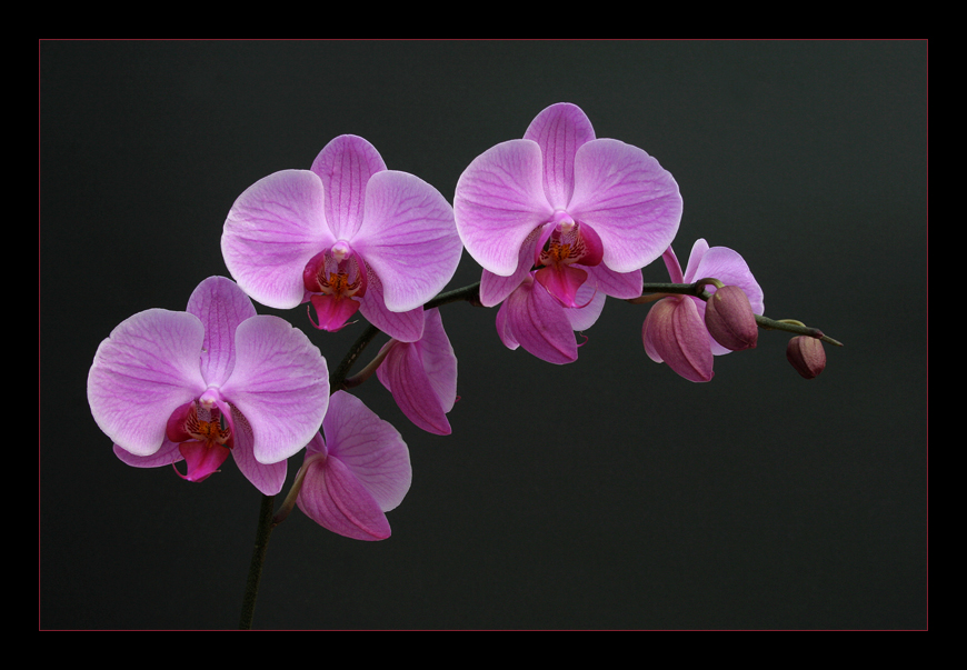 Phalaenopsis