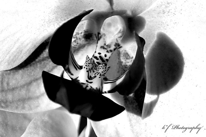 Phalaenopsis Fine Art