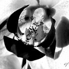 Phalaenopsis Fine Art