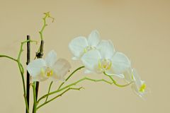 Phalaenopsis florida
