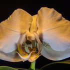 Phalaenopsis frontal im Mischlicht