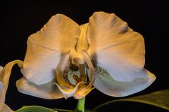 Phalaenopsis frontal im Mischlicht