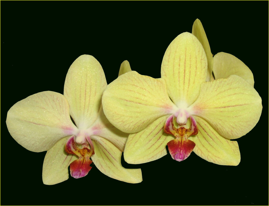 Phalaenopsis g