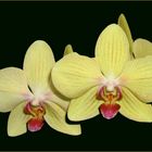 Phalaenopsis g