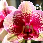 Phalaenopsis ganz natürlich