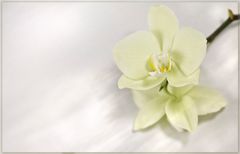 Phalaenopsis - gelb