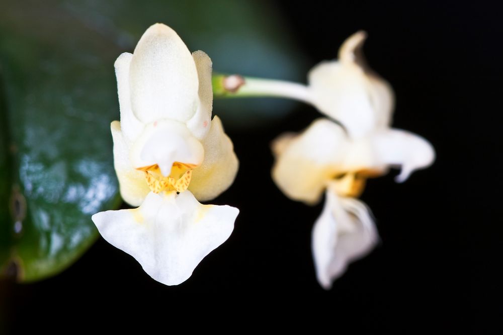 Phalaenopsis gibbosa