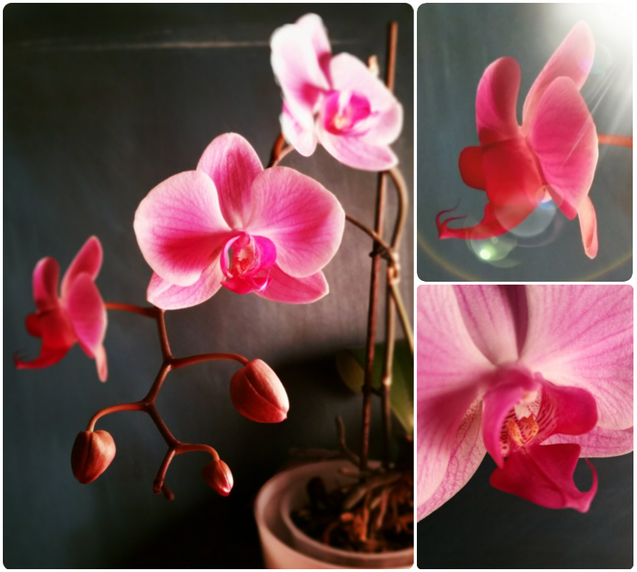 Phalaenopsis hoch3