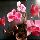 Phalaenopsis hoch3